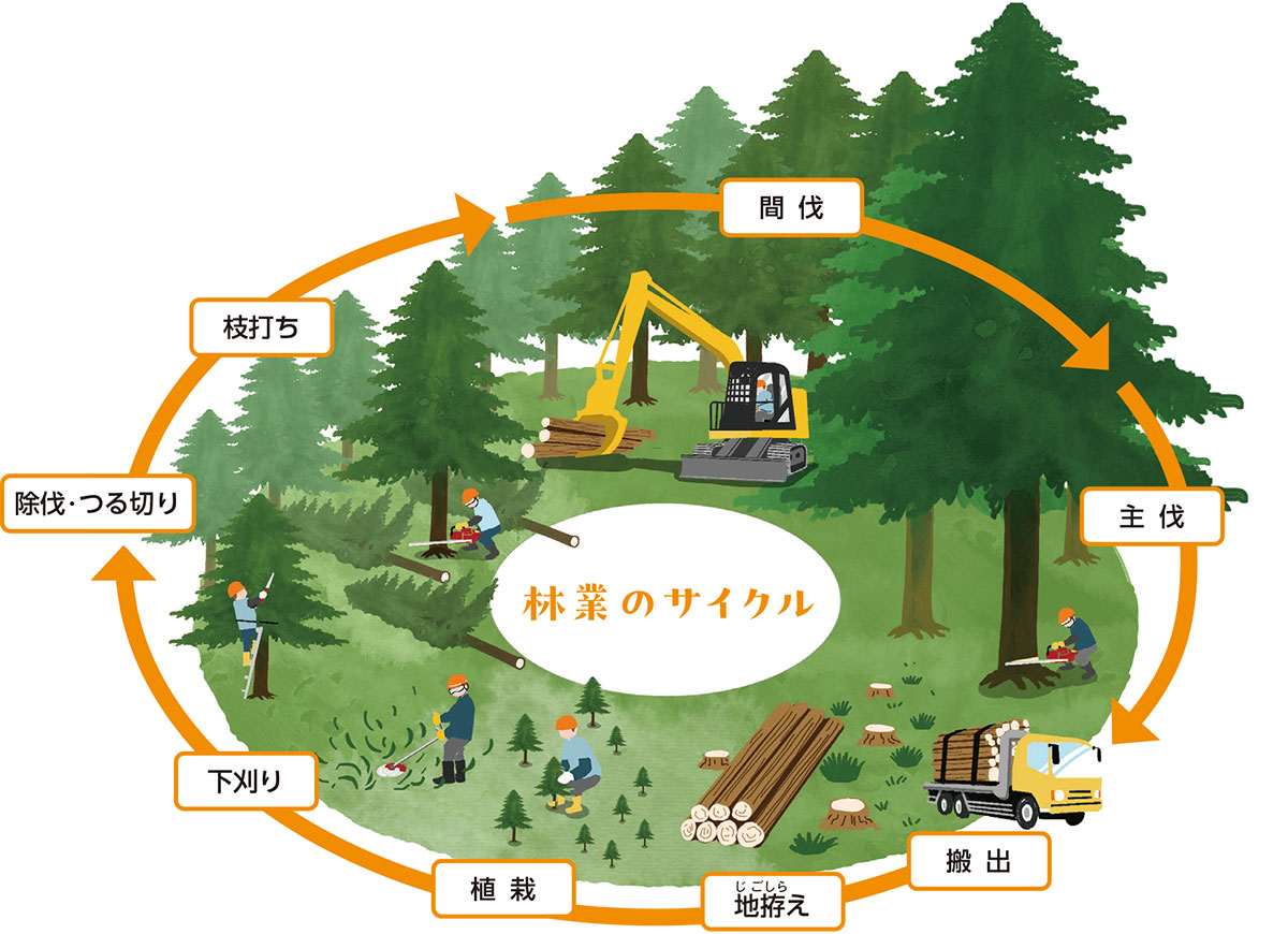 林業のサイクル